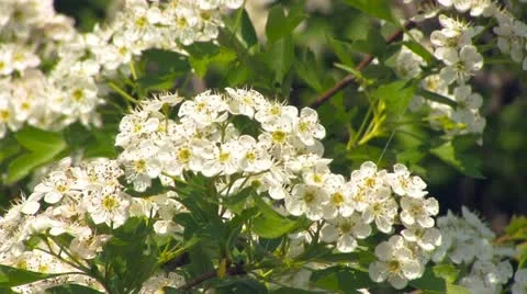 Cherry blossoms Stock Footage 22018208