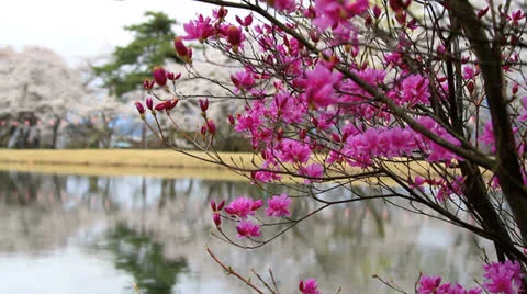 Cherry blossoms. Stock Footage 22569814
