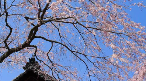 Cherry blossoms. Stock Footage 22676618
