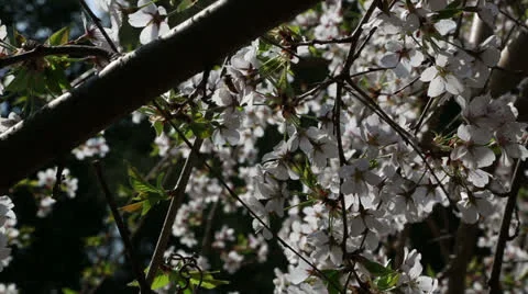 Cherry blossoms Stock Footage 22768738