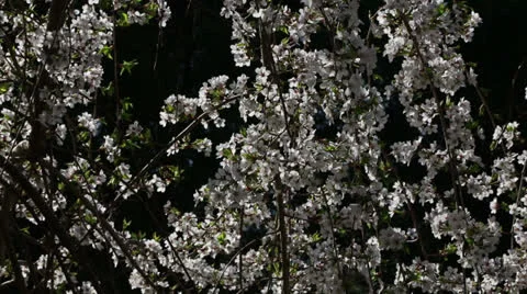 Cherry blossoms Stock Footage 22768873