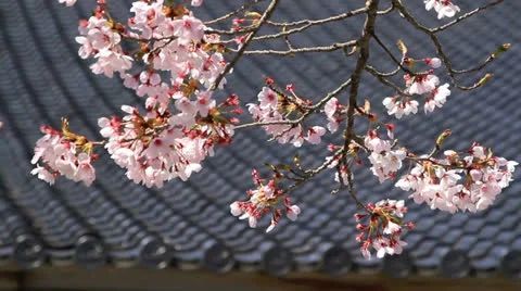 Cherry blossoms. Stock Footage 22971381