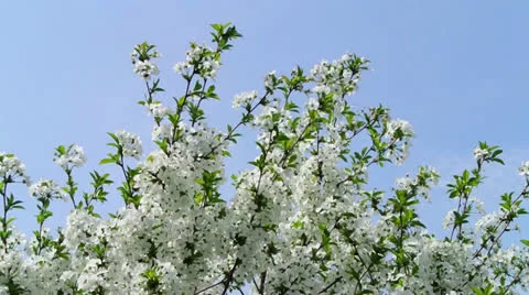 Cherry blossoms Stock Footage 23113443