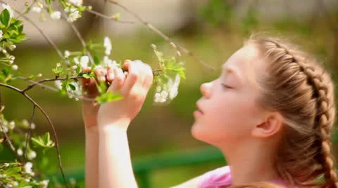 Cherry blossoms Stock Footage 23207113