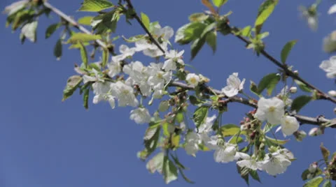 Cherry Blossoms Vídeo Stock 23536107
