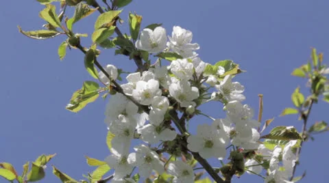 Cherry Blossoms Vidéo 23537372