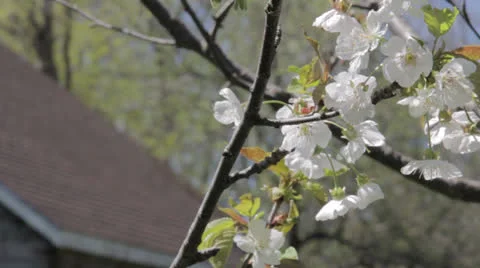 Cherry Blossoms Vídeo Stock 23537783