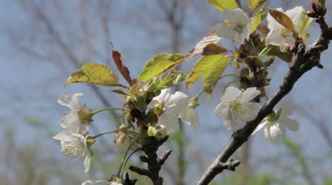 Cherry Blossoms Vidéo 23538199