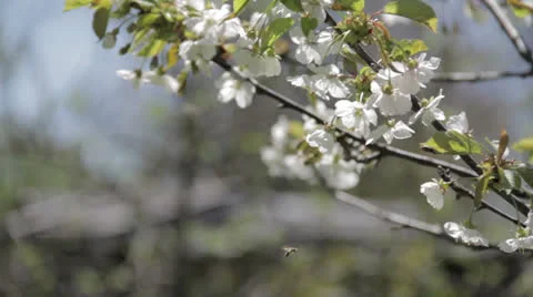 Cherry Blossoms Vidéo 23540230