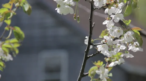 Cherry Blossoms Stock Footage 23545602