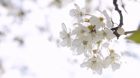 Cherry blossoms Stock Footage 24353961