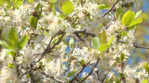 Cherry blossoms Stock Footage 31759810