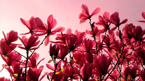 Cherry blossoms Stock Footage 32422125