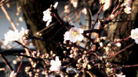 Cherry blossoms Stock-Footage 35757629