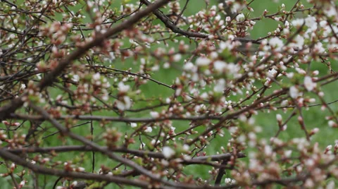Cherry blossoms Video stock 37118401