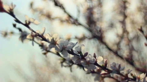 Cherry blossoms Video stock 37444480