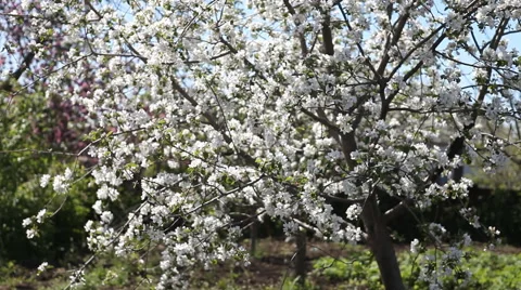 Cherry blossoms Stock Footage 40493479