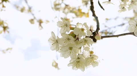 Cherry Blossoms Stock Footage 45724095