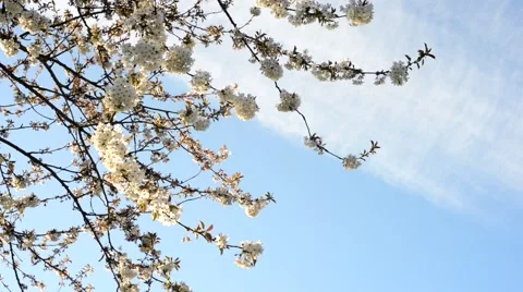 Cherry Blossoms Stock Footage 45729891
