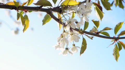 Cherry Blossoms Stock Footage 45729943
