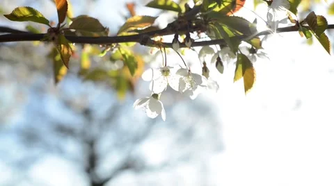 Cherry Blossoms Stock Footage 45729973