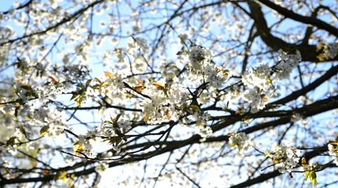 Cherry Blossoms Stock Footage 45730294