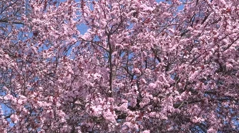 Cherry blossoms Video stock 49049179