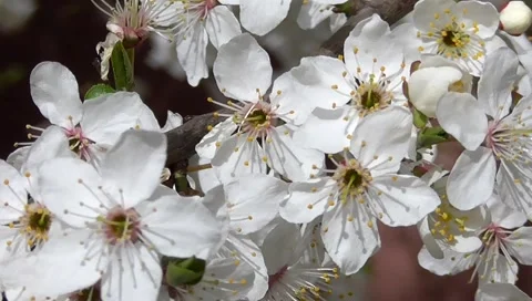 The cherry blossoms Stock-Footage 49408419