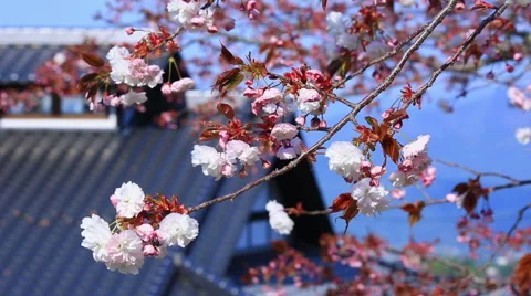 Cherry blossoms. Stock Footage 49554236