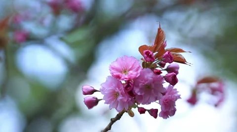 Cherry blossoms. Stock Footage 49554557