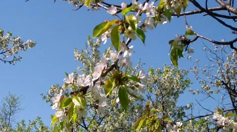 Cherry blossoms Stock Footage 49688819