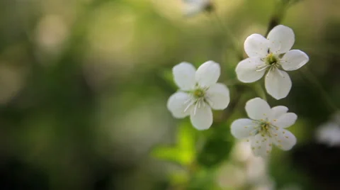 Cherry blossoms Stock Footage 50491934