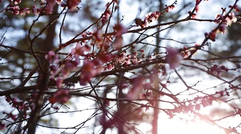 Cherry Blossoms Stock Footage 50614585