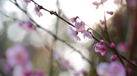 Cherry Blossoms Stock Footage 51892560