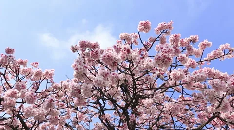 Cherry blossoms Stock Footage 58954303
