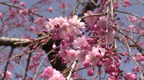 Cherry blossoms Stock Footage 58954468