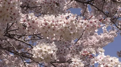 Cherry blossoms Stock Footage 58954481