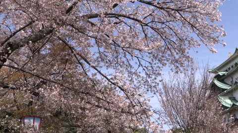 Cherry blossoms Stock Footage 58954600