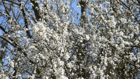 Cherry blossoms Stock Footage 73376450