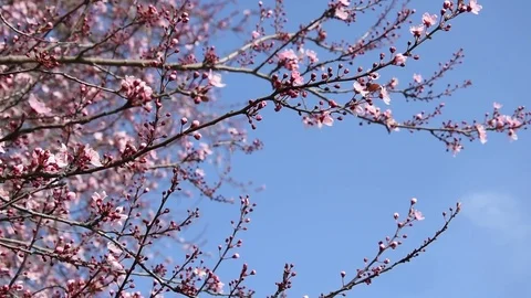 Cherry blossoms Stock Footage 73595941