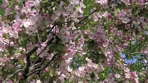 Cherry blossoms Stock Footage 76156701