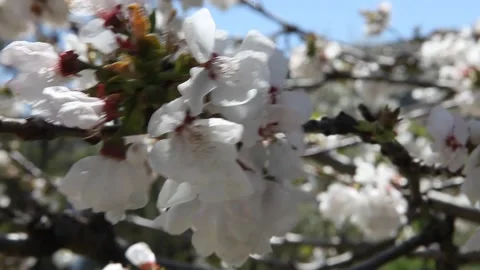 Cherry blossoms Stock Footage 86485246