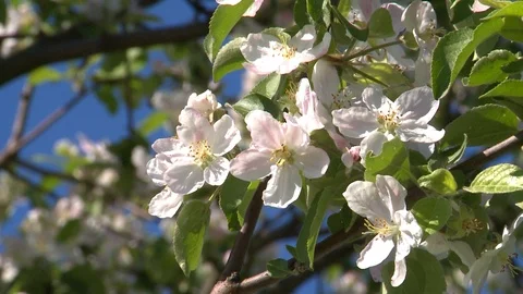 Cherry blossoms Video stock 97739635