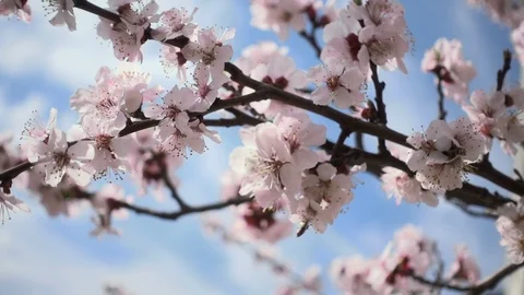 Cherry blossoms Stock Footage 106378711