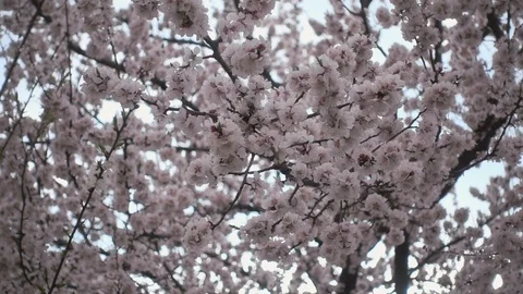 Cherry blossoms Stock-Footage 106378924
