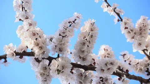 Cherry blossoms Stock Footage 106379505