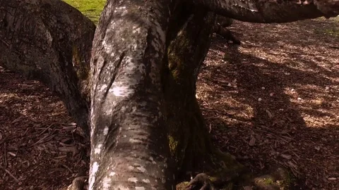 Cherry Blossoms Stock Footage 106634323