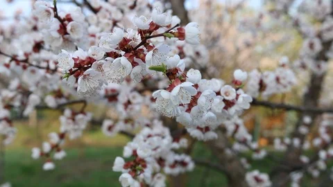 The cherry blossoms Stock Footage 110914490