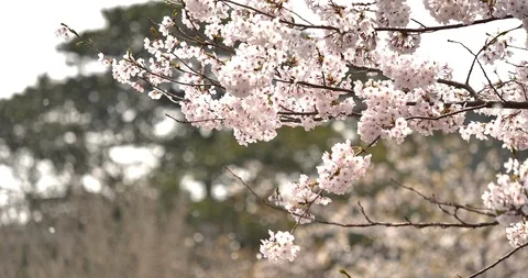 Cherry blossoms Stock Footage 116649339