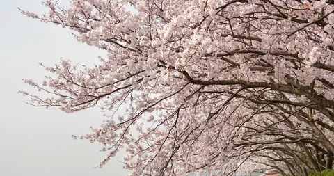 Cherry blossoms. Stock Footage 116795701